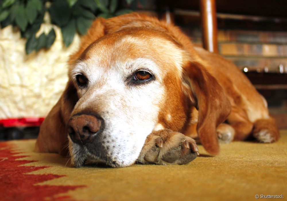 Convulsiones En Perros Qué Son Peligros Síntomas Y Tratamiento